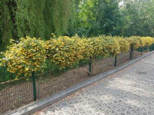 Zielony i kwitnący Mikołów – weź udział w konkursie! Zielony i kwitnący Mikołów – weź udział w konkursie!