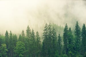 Czas na las – konsultacje Planów Urządzania Lasów